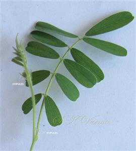  Leaves and Stipules